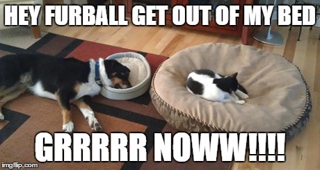 NAP TIME MISHAP   | HEY FURBALL GET OUT OF MY BED GRRRRR NOWW!!!! | image tagged in funny cats | made w/ Imgflip meme maker