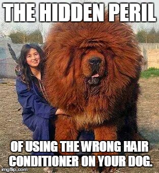 Conditional washing. | THE HIDDEN PERIL OF USING THE WRONG HAIR CONDITIONER ON YOUR DOG. | image tagged in bigreddog,dogs,funny | made w/ Imgflip meme maker