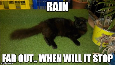 RAIN FAR OUT.. WHEN WILL IT STOP | image tagged in tuff fluff | made w/ Imgflip meme maker