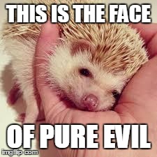 THIS IS THE FACE OF PURE EVIL | image tagged in hedgehog | made w/ Imgflip meme maker