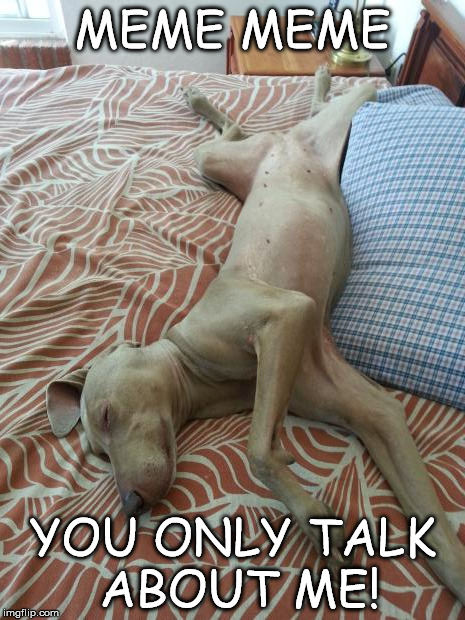 MEME MEME YOU ONLY TALK ABOUT ME! | image tagged in sleepng beauty,meme,dogs | made w/ Imgflip meme maker