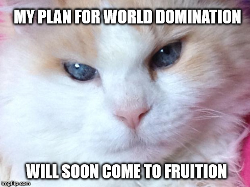 What cats are really thinking | MY PLAN FOR WORLD DOMINATION WILL SOON COME TO FRUITION | image tagged in memes,evil cat,cats,funny cats,dr evil,funny | made w/ Imgflip meme maker