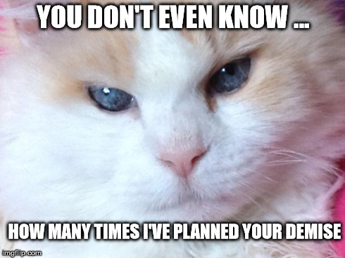 What cats are really thinking | YOU DON'T EVEN KNOW ... HOW MANY TIMES I'VE PLANNED YOUR DEMISE | image tagged in memes,evil cat,kill you cat,funny,cats,funny cats | made w/ Imgflip meme maker