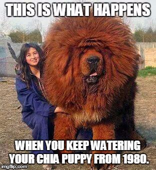 WHEN YOU KEEP WATERING YOUR CHIA PUPPY FROM 1980. | image tagged in big red dog ii | made w/ Imgflip meme maker