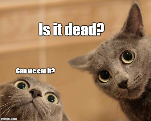 Points if you remember the movie this quote is from. | Is it dead? Can we eat it? | image tagged in startled cats | made w/ Imgflip meme maker