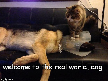 welcome to the real world, dog | image tagged in cat n dog | made w/ Imgflip meme maker