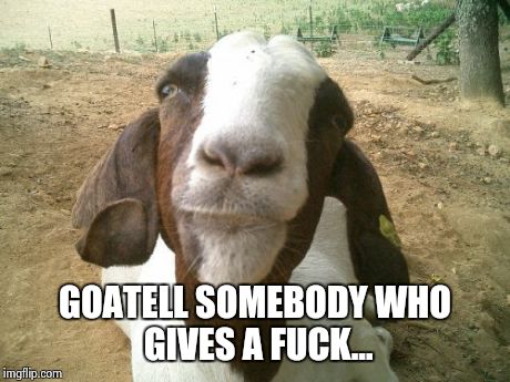 Goats goats | GOATELL SOMEBODYWHO GIVES A F**K... | image tagged in puns,goats | made w/ Imgflip meme maker