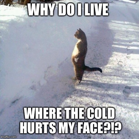 Why do i | WHY DO I LIVE WHERE THE COLD HURTS MY FACE?!? | image tagged in why do i | made w/ Imgflip meme maker