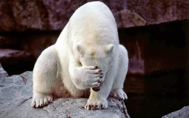 Horribly embarrassed polar bear Blank Meme Template