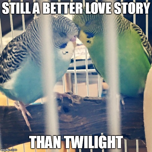 STILL A BETTER LOVE STORY THAN TWILIGHT | image tagged in memes,theyknowbetter,twilight | made w/ Imgflip meme maker