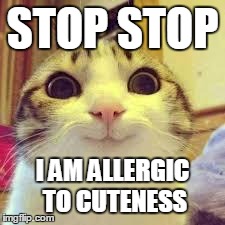 potatos and catshi crazy | STOP STOP I AM ALLERGIC TO CUTENESS | image tagged in potatos and catshi crazy | made w/ Imgflip meme maker