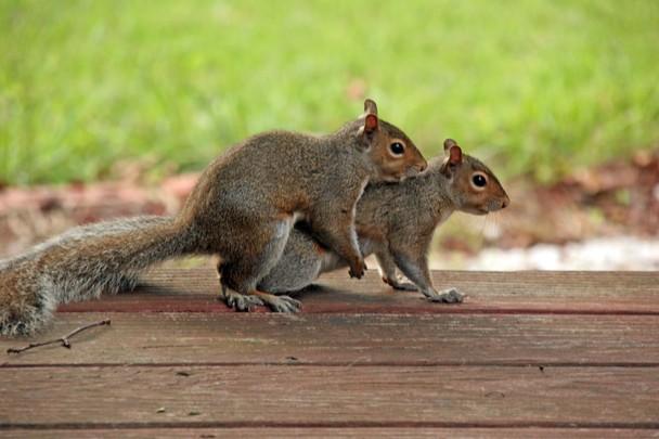 Squirrel Pairs Blank Meme Template