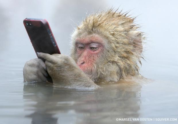 High Quality monkey mobile phone Blank Meme Template