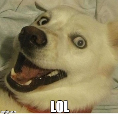 Happy dog :D | LOL | image tagged in dogs,funny,lol,troll,random | made w/ Imgflip meme maker