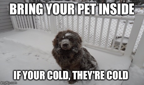 BRING YOUR PET INSIDE IF YOUR COLD, THEY'RE COLD | made w/ Imgflip meme maker
