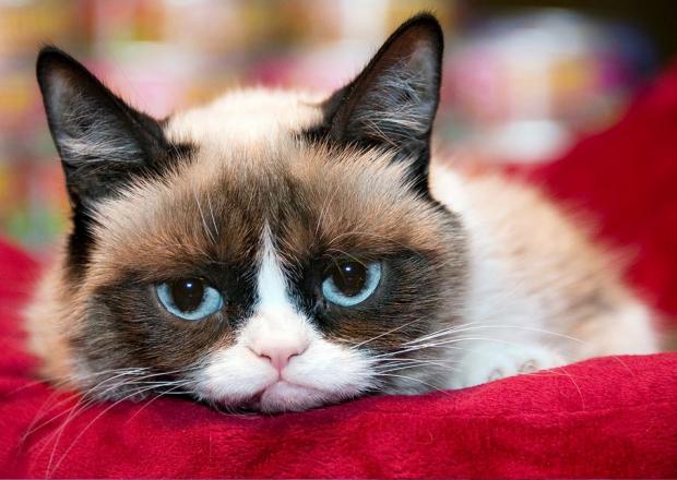 High Quality Grumpy cat moving house Blank Meme Template