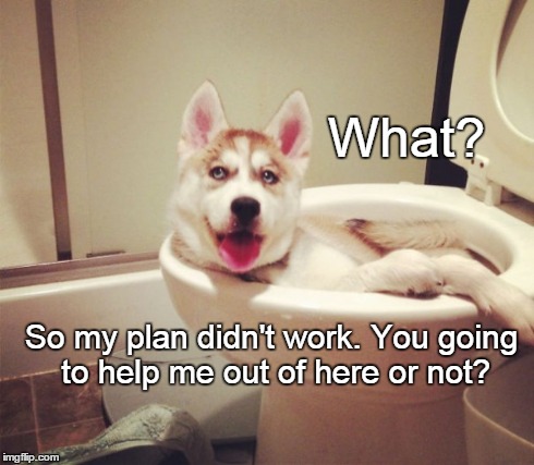 The Plan. | What? So my plan didn't work. You going to help me out of here or not? | image tagged in dogs,funny,memes | made w/ Imgflip meme maker