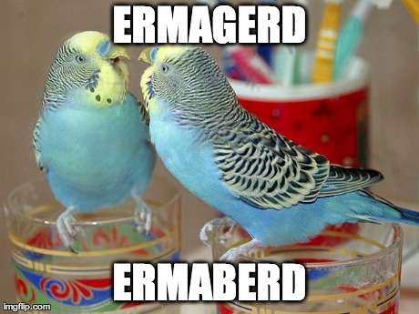 image tagged in funny,memes,ermahgerd,birds | made w/ Imgflip meme maker