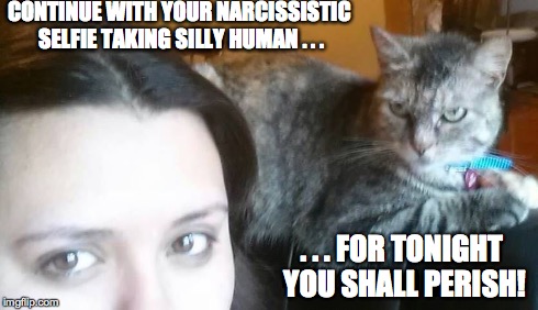 Evil Plotting Cat | CONTINUE WITH YOUR NARCISSISTIC SELFIE TAKING SILLY HUMAN . . . . . . FOR TONIGHT YOU SHALL PERISH! | image tagged in evil cat,selfie | made w/ Imgflip meme maker