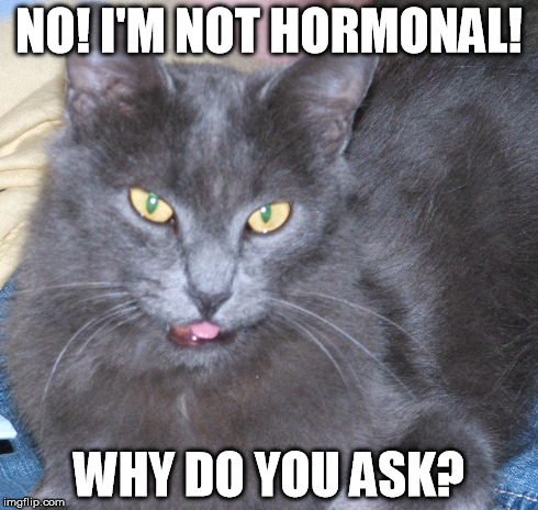 Saddie hormonal | NO! I'M NOT HORMONAL! WHY DO YOU ASK? | image tagged in cat,pet,hormones,funny,saddie | made w/ Imgflip meme maker