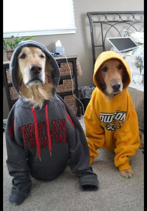 thug Dogs Blank Meme Template