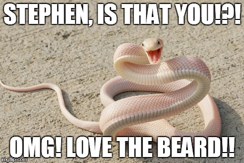 American Snake | STEPHEN, IS THAT YOU!?! OMG! LOVE THE BEARD!! | image tagged in steven colbert,snake,reptile,omg,tv,beard | made w/ Imgflip meme maker
