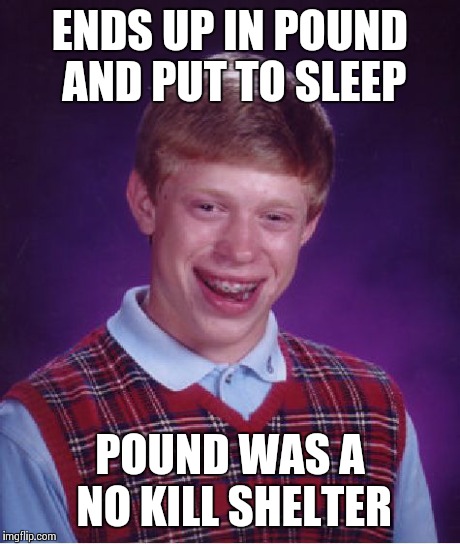 Bad Luck Brian Meme | ENDS UP IN POUND AND PUT TO SLEEP POUND WAS A NO KILL SHELTER | image tagged in memes,bad luck brian | made w/ Imgflip meme maker