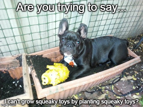 Sqeaky | Are you trying to say... I can't grow squeaky toys by planting squeaky toys? | image tagged in dogs,funny,memes | made w/ Imgflip meme maker
