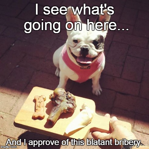 Blatant Bribery | I see what's going on here... And I approve of this blatant bribery. | image tagged in dogs,funny,memes,pugs | made w/ Imgflip meme maker