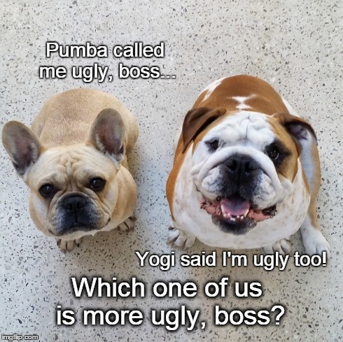 Ugli | Pumba called me ugly, boss... Yogi said I'm ugly too! Which one of us is more ugly, boss? | image tagged in dogs,funny,memes | made w/ Imgflip meme maker