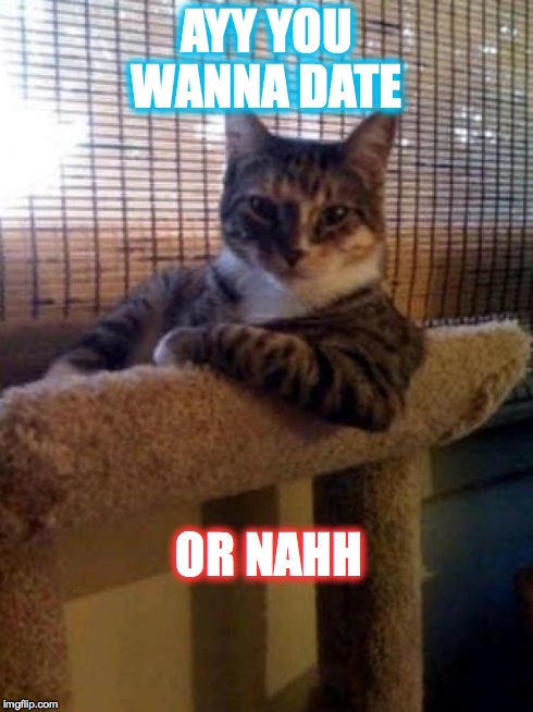 cats | AYY YOU WANNA DATE OR NAHH | image tagged in cats | made w/ Imgflip meme maker