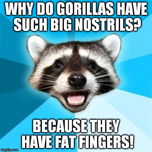 Lame Pun Coon | WHY DO GORILLAS HAVE SUCH BIG NOSTRILS? BECAUSE THEY HAVE FAT FINGERS! | image tagged in memes,lame pun coon | made w/ Imgflip meme maker