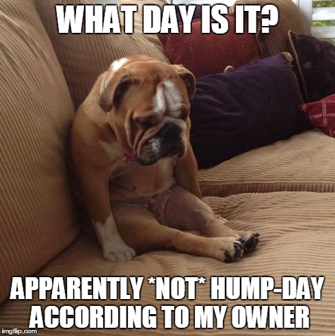 bulldogsad | WHAT DAY IS IT? APPARENTLY *NOT* HUMP-DAY ACCORDING TO MY OWNER | image tagged in bulldogsad | made w/ Imgflip meme maker