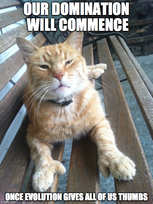 Evil Polydactyl Cat | OUR DOMINATION WILL COMMENCE ONCE EVOLUTION GIVES ALL OF US THUMBS | image tagged in polydactyl cat,cat,evil cat | made w/ Imgflip meme maker