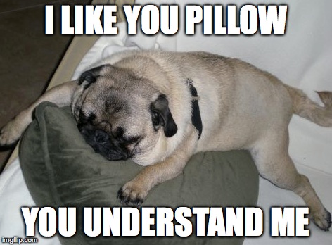 Pugs and Pillows | I LIKE YOU PILLOW YOU UNDERSTAND ME | image tagged in pugs | made w/ Imgflip meme maker