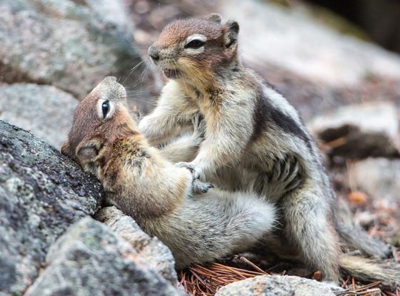 sara squirrel  Blank Meme Template