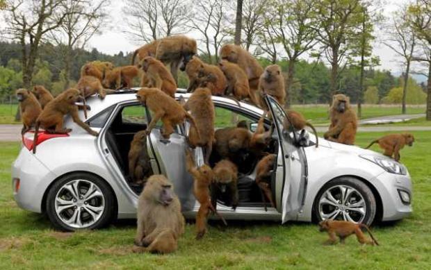 High Quality Monkeys on car Blank Meme Template