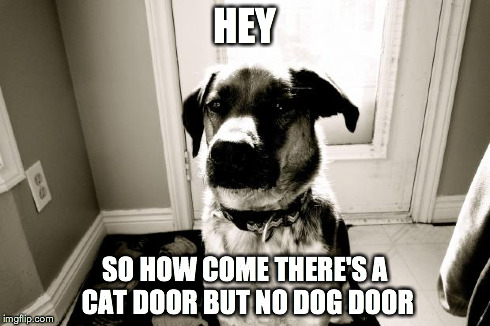 cool dog Hunter | HEY SO HOW COME THERE'S A CAT DOOR BUT NO DOG DOOR | image tagged in cool dog hunter | made w/ Imgflip meme maker