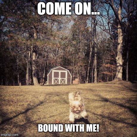 COME ON... BOUND WITH ME! | image tagged in silly shih-tzu,dog,crazy,funny,running | made w/ Imgflip meme maker