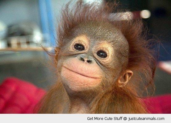 cute monkey meme