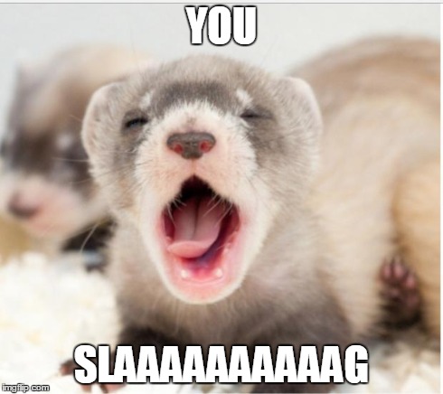 Ferret sleepy | YOU SLAAAAAAAAAAG | image tagged in ferret sleepy | made w/ Imgflip meme maker