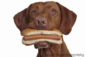 Dog eating hot dog Blank Meme Template