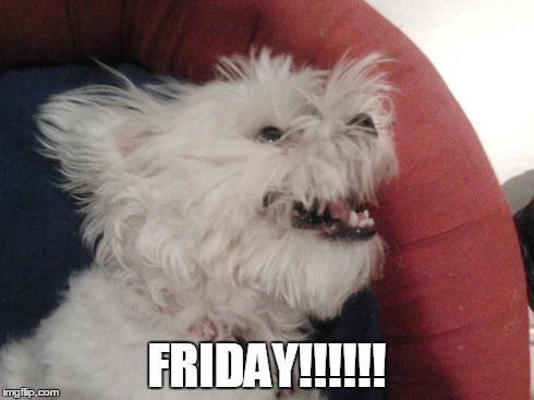 FRIDAY!!!!!! | image tagged in friday,happy,dog,weekend,how you feel,bliss | made w/ Imgflip meme maker