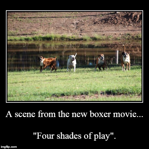 Four shades of play | image tagged in funny,demotivationals,dogs,fifty shades of grey | made w/ Imgflip demotivational maker
