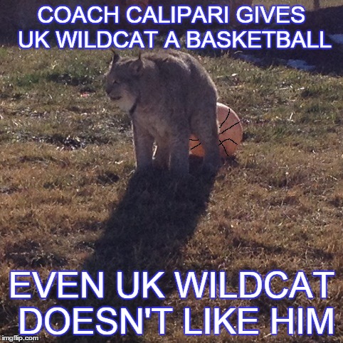 Wildcat Poop | COACH CALIPARI GIVES UK WILDCAT A BASKETBALL EVEN UK WILDCAT DOESN'T LIKE HIM | image tagged in funny animals,funny memes,comedy,basketball,sports,sports fans | made w/ Imgflip meme maker