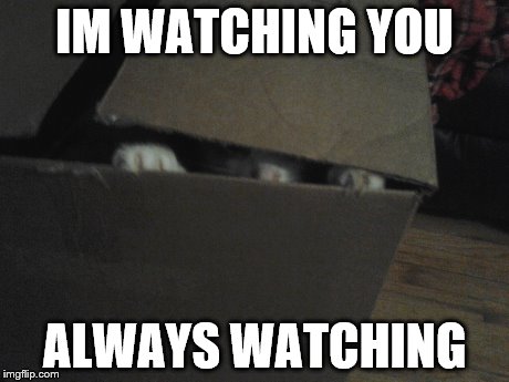 cat in box  | IM WATCHING YOU ALWAYS WATCHING | image tagged in cat,box,funny cat memes,funny cat | made w/ Imgflip meme maker