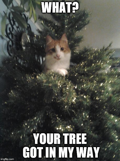 cats be like | WHAT? YOUR TREE GOT IN MY WAY | image tagged in tree,christmas,funny cat memes,christmas tree,funny memes,cats | made w/ Imgflip meme maker