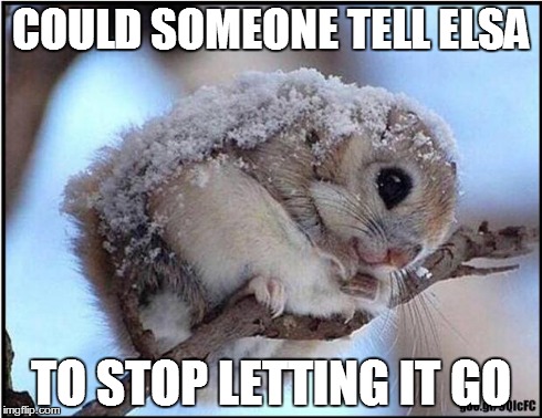 Frozen squirrel | COULD SOMEONE TELL ELSA TO STOP LETTING IT GO | image tagged in frozen squirrel | made w/ Imgflip meme maker
