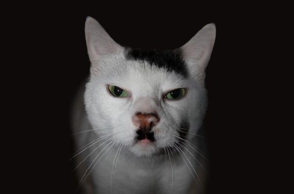 Hitler Cat Blank Meme Template