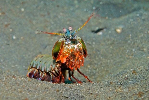 Mantis Shrimp Blank Meme Template